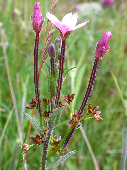 Purplish stalks