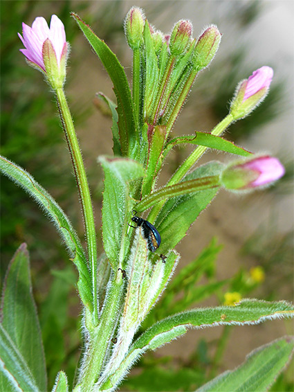 Leaves and flowers