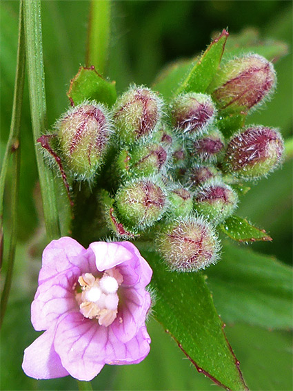 Flower and buds