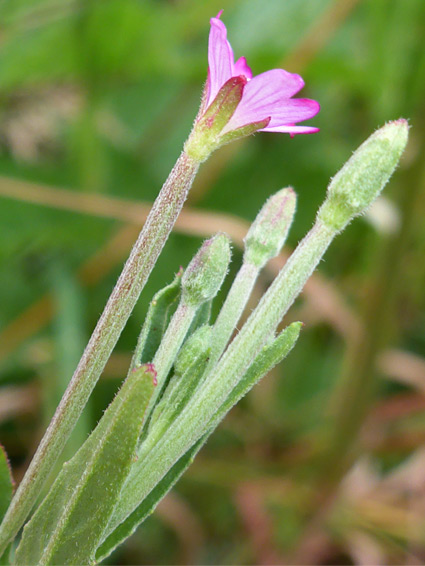 Downy flowers