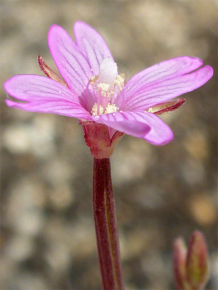 Veined pink petals