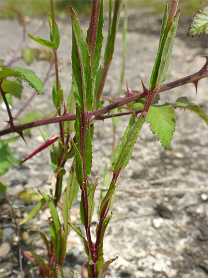 Toothed leaves