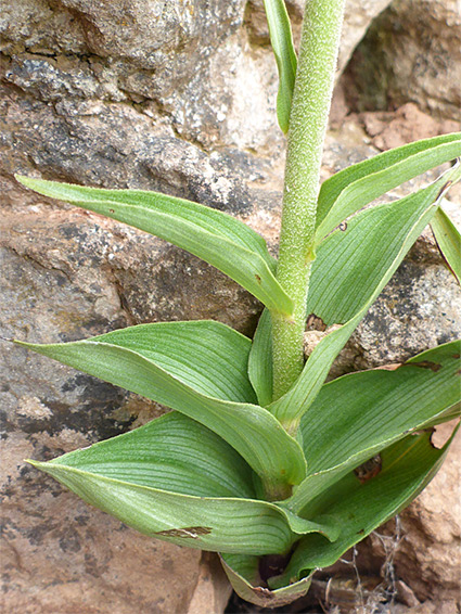 Basal leaves