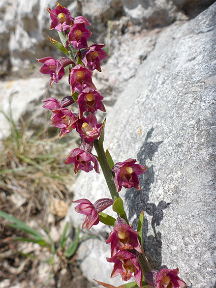 Elongated inflorescence