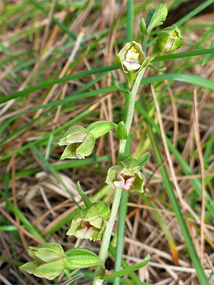 Flowering stem