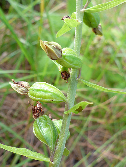 Withered flowers