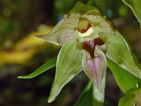 Narrow lipped helleborine