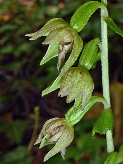 Green sepals and ovaries