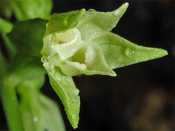 Pale-coloured flower