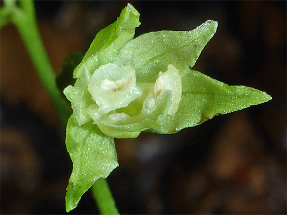 Damaged flower