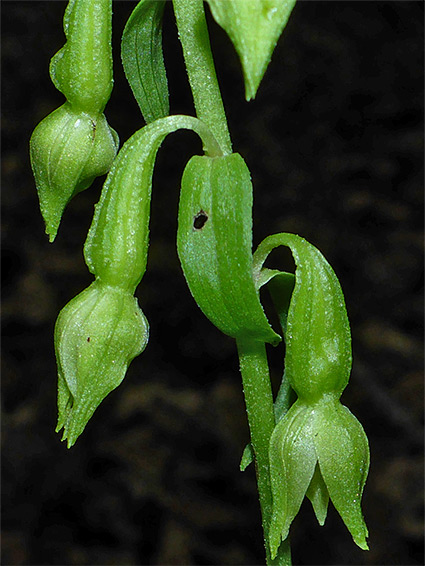 Pendent flowers