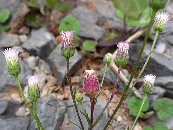 Rayless flowerheads