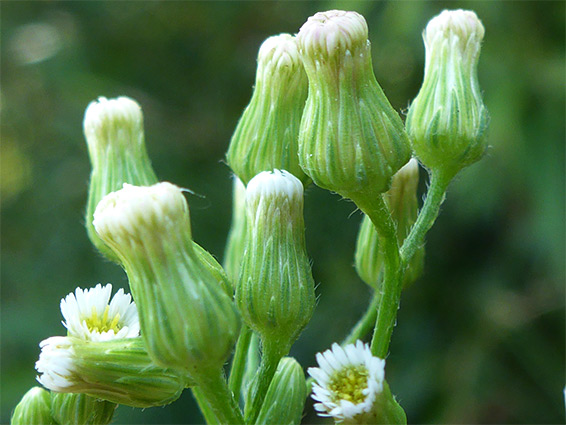 Flowerheads