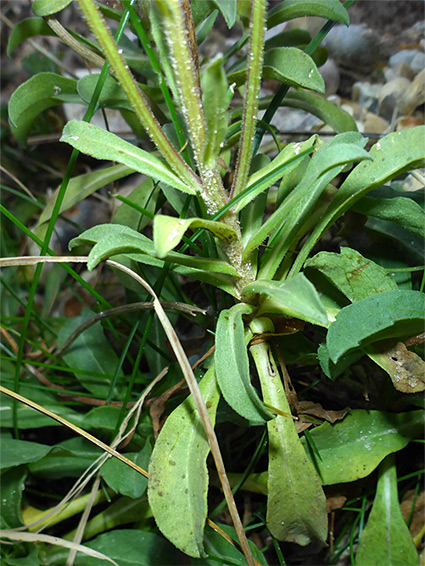 Stem and leaves