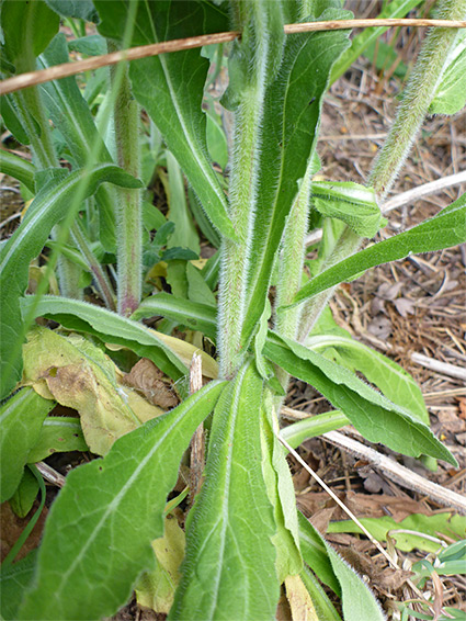 Lanceolate leaves