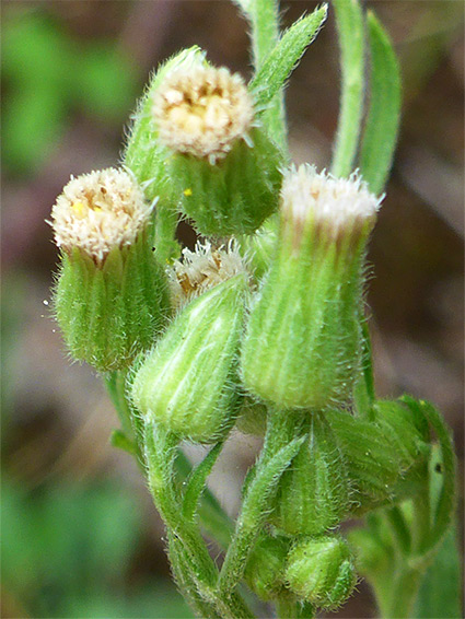 Hairy involucres