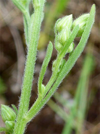 Hairy leaves and stem