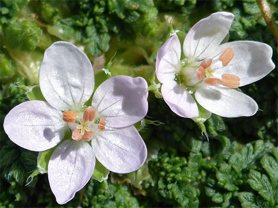 Pale-coloured flowers