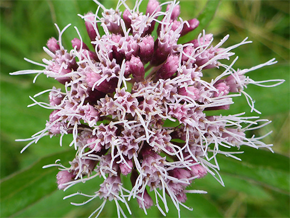 Clustered inflorescence