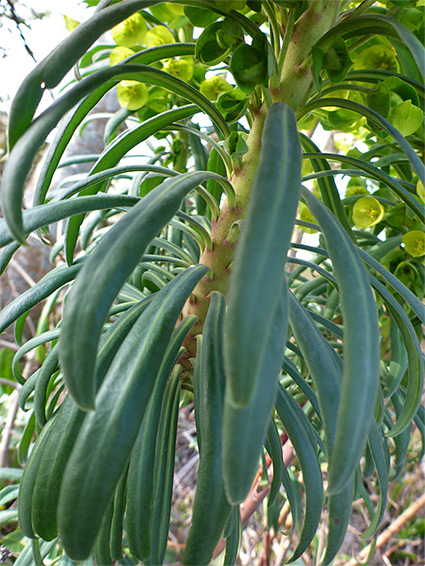 Narrow leaves