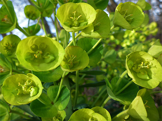 Group of flowers