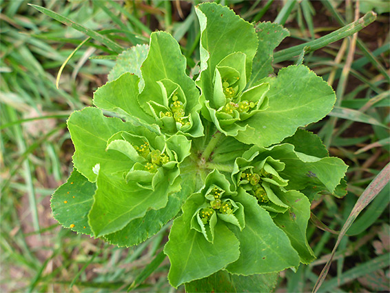 Bracts and flowers