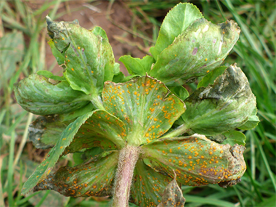 Rust on bracts