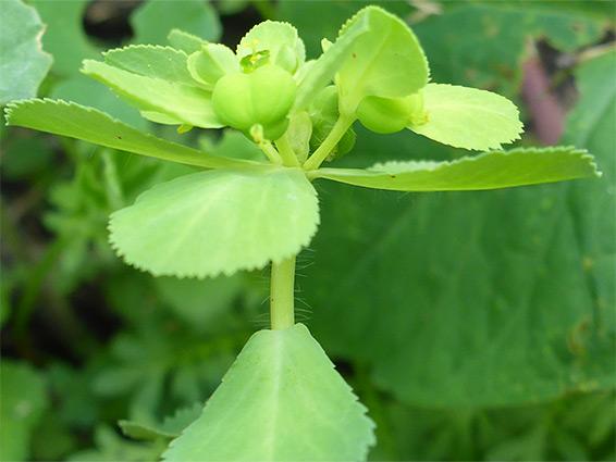 Stem and bracts