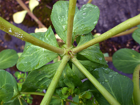 Inflorescence branches