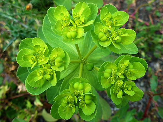 Green bracts and flowers