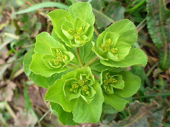 Branched inflorescence