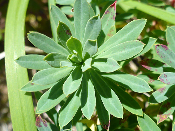 Obovate leaves