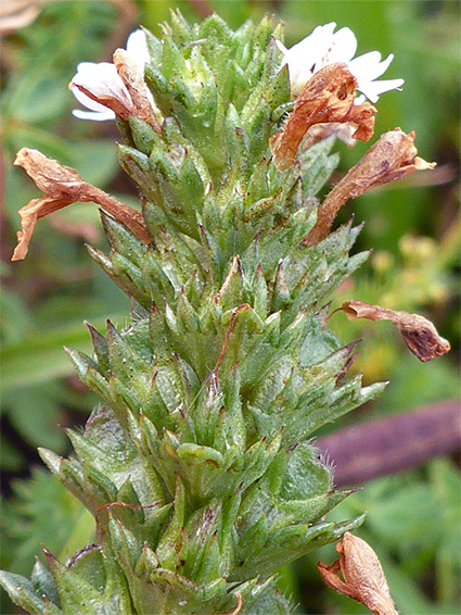 Broad, toothed leaves