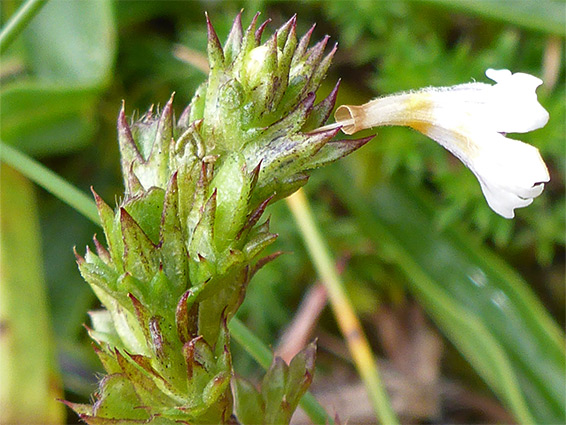 Red leaf teeth