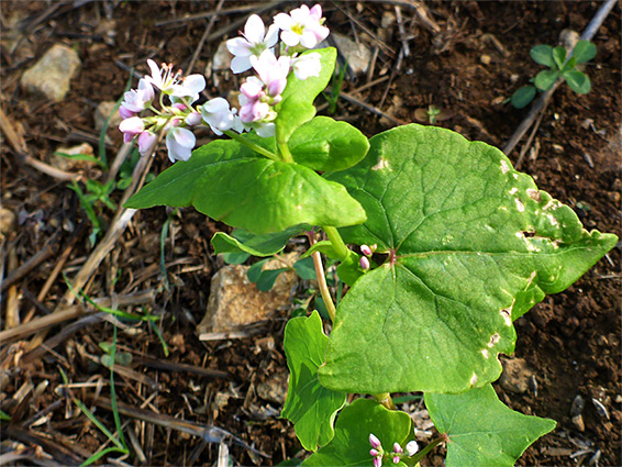 Flowers and leaves