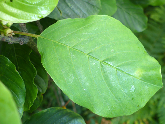 Ovate leaf