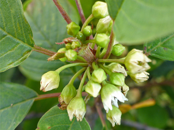 Flower cluster