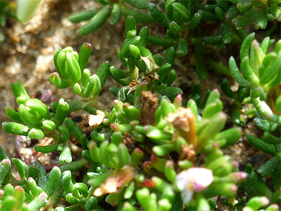 Succulent leaves