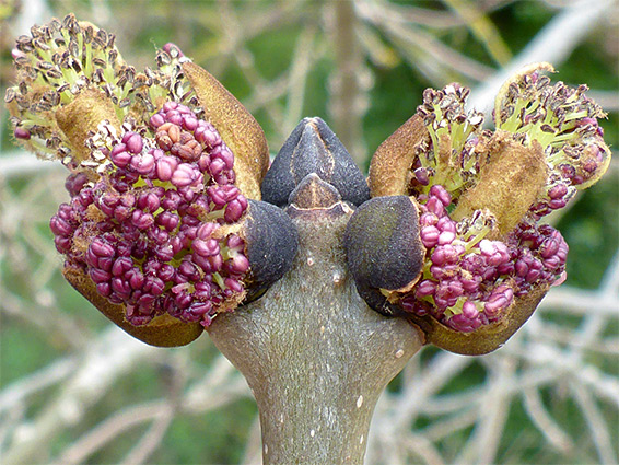 UK Wildflowers - Oleaceae - Fraxinus Excelsior, Ash