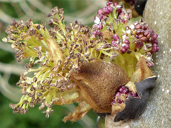 Inflorescence