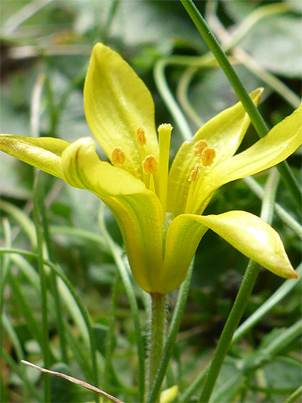 Yellow flower