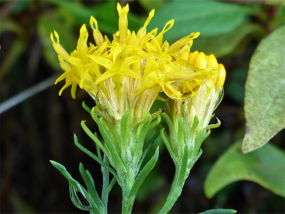 Two flowerheads