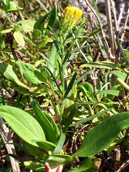 Linear leaves