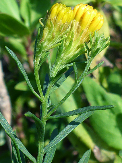 Leaves and flowerheads