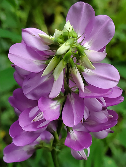 Broad pink petals