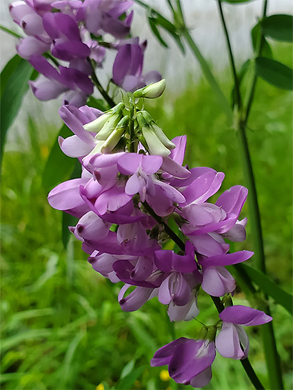 Elongated inflorescence