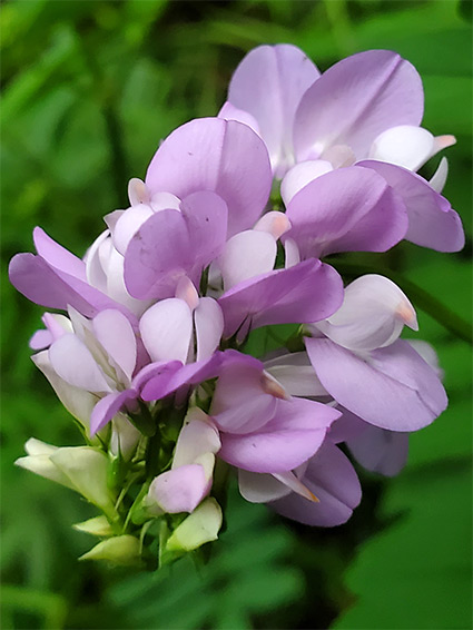 Flower cluster