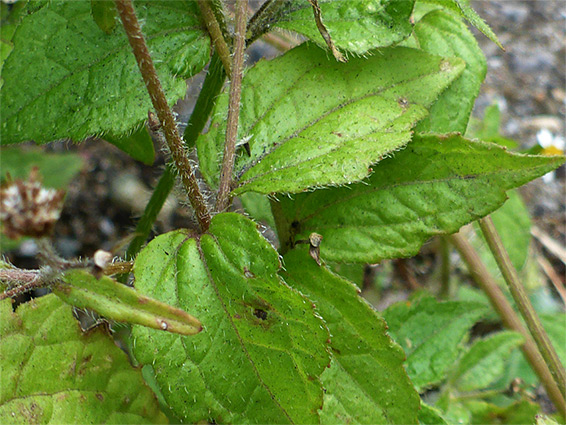 Leaves and stems