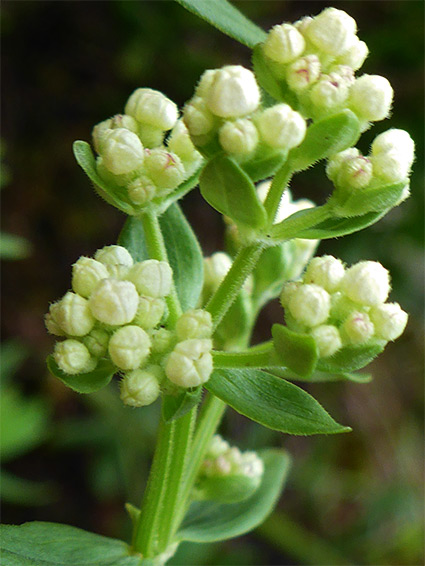 Flowers and leaves