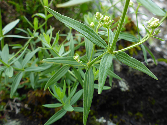 White buds